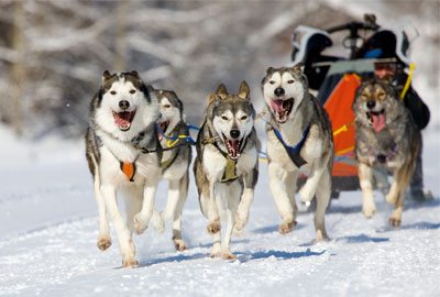 Dogsled