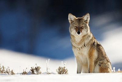 Winter Wildlife Safaris Winter Wildlife Safaris